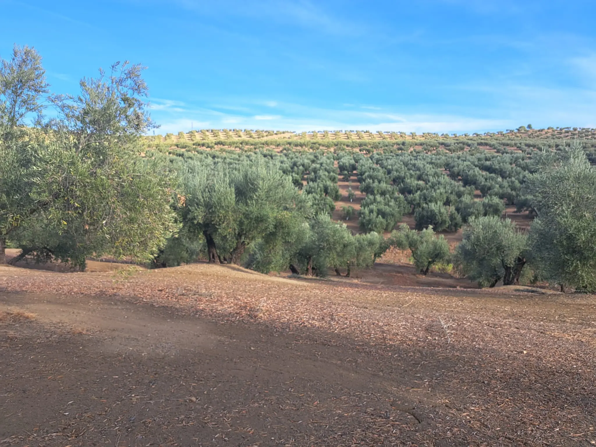 Finca rústica en Arjona