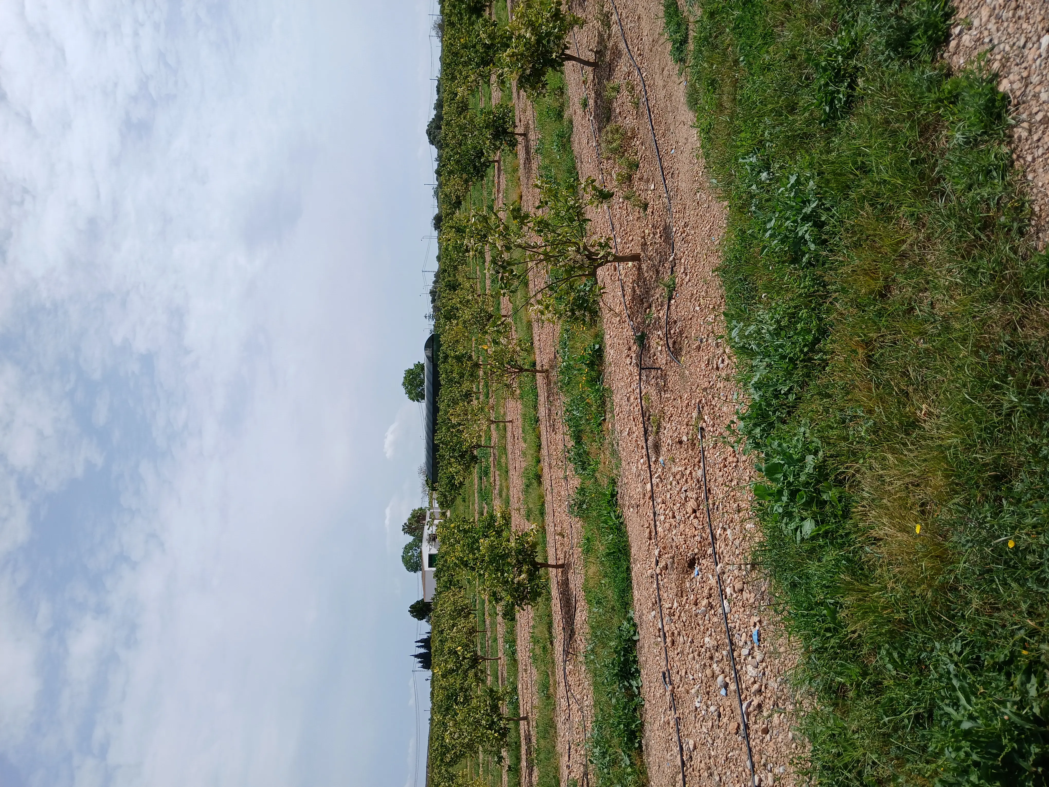Finca rústica en Vinaròs