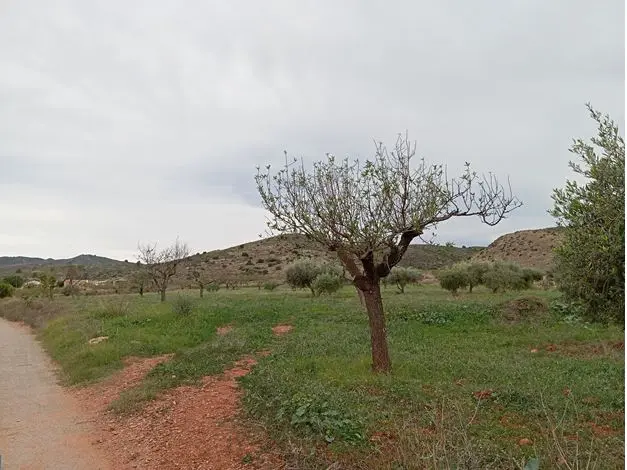 Finca rústica en Cartagena