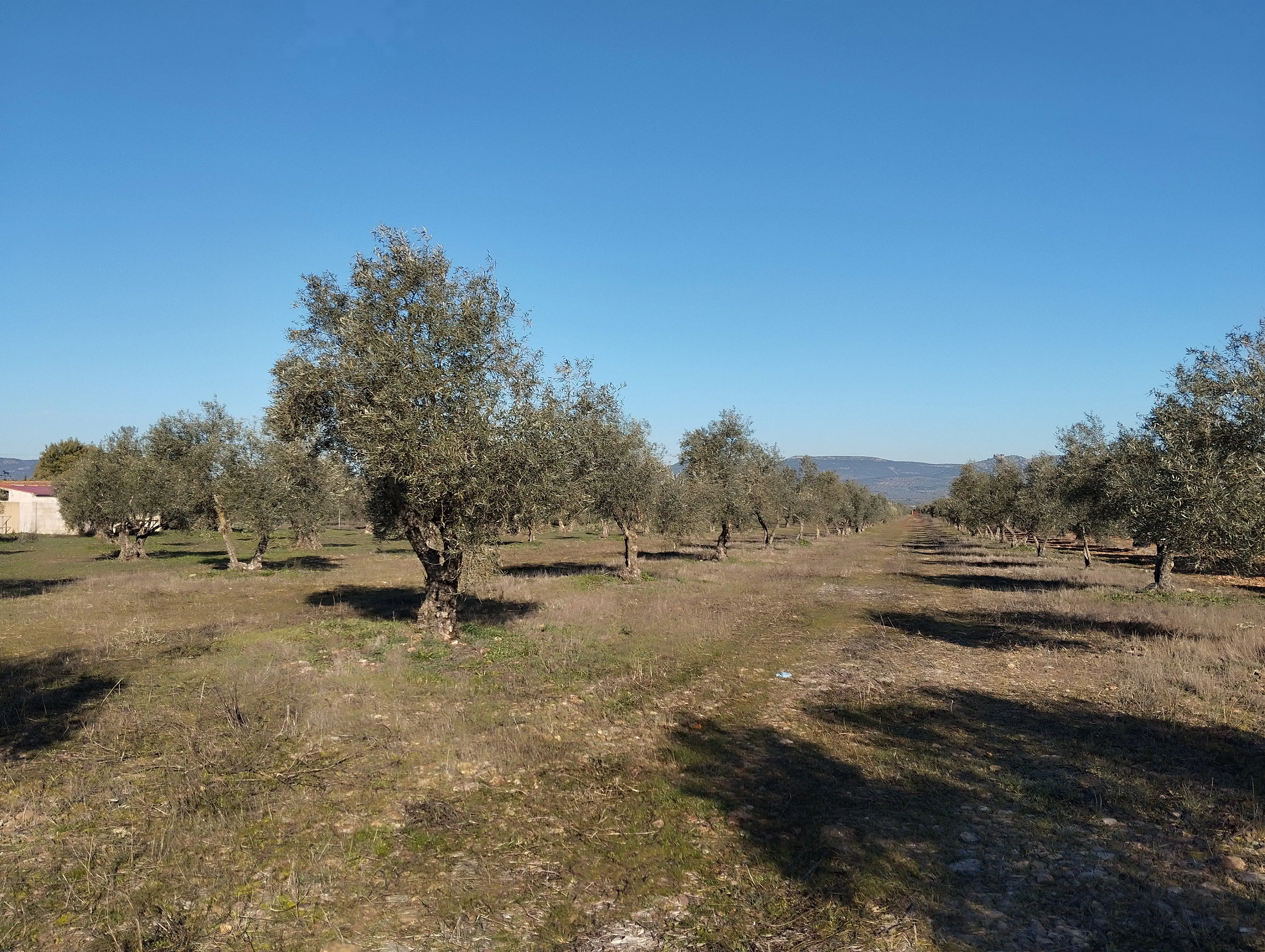 Finca rústica en Piedrabuena