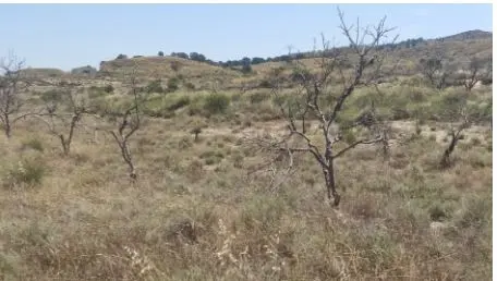 Finca rústica en Mazarrón