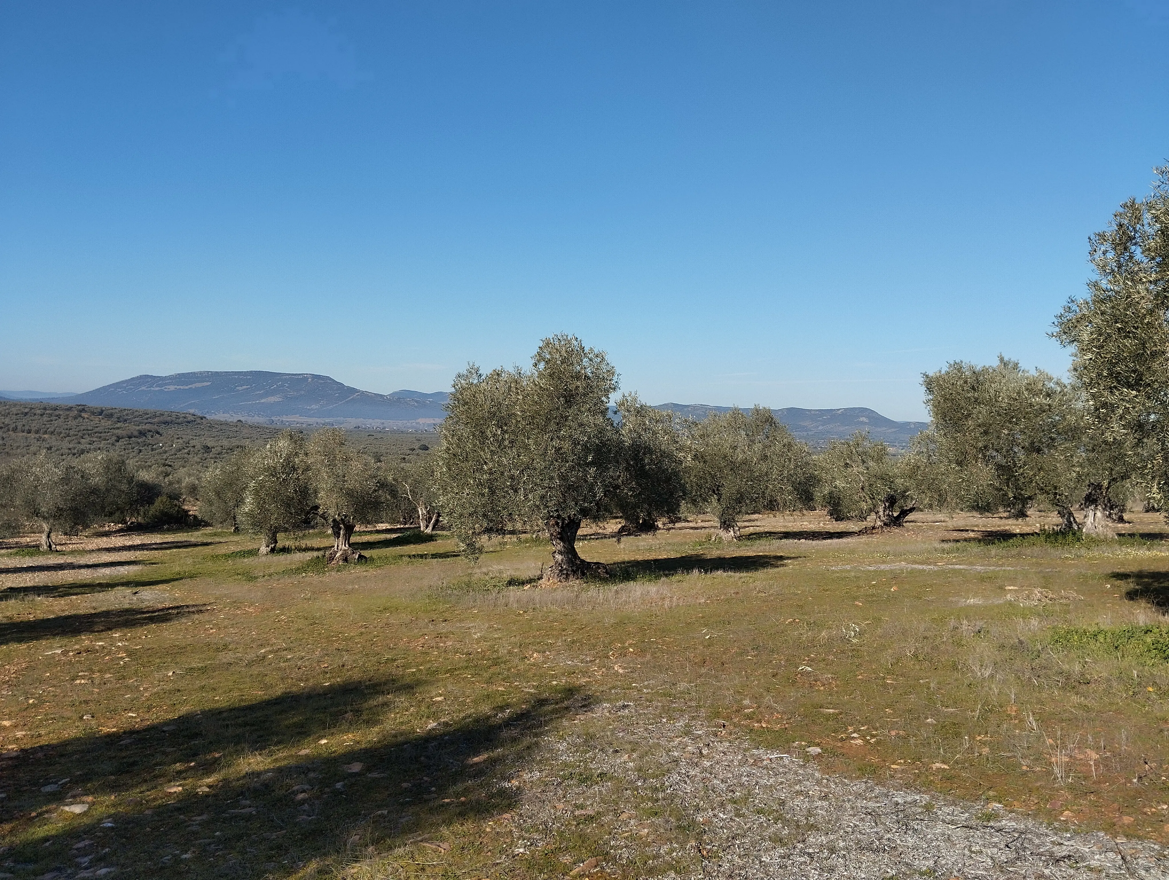 Finca rústica en Piedrabuena