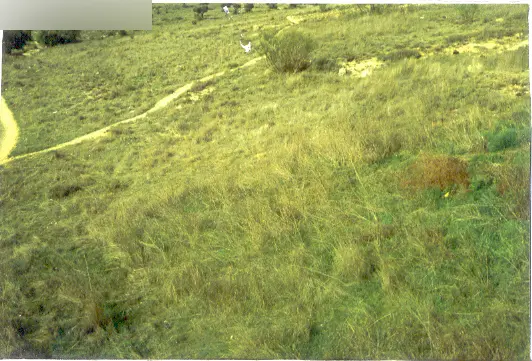 Terreno en Campo Real