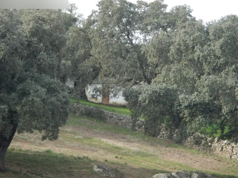 Finca rústica en Monesterio