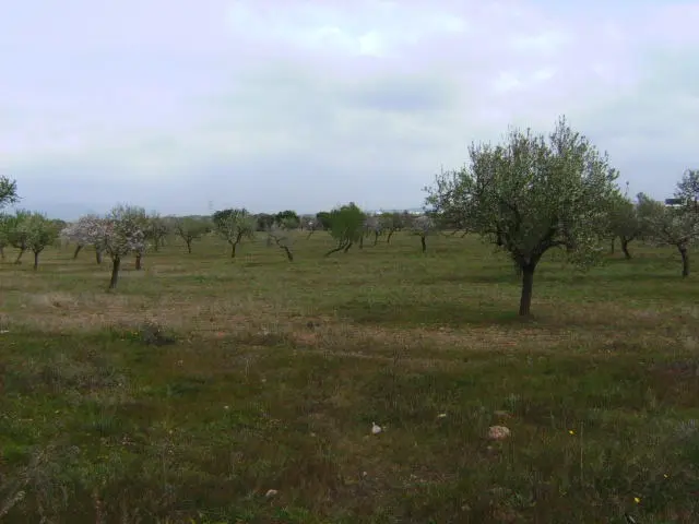Terreno en Marratxí