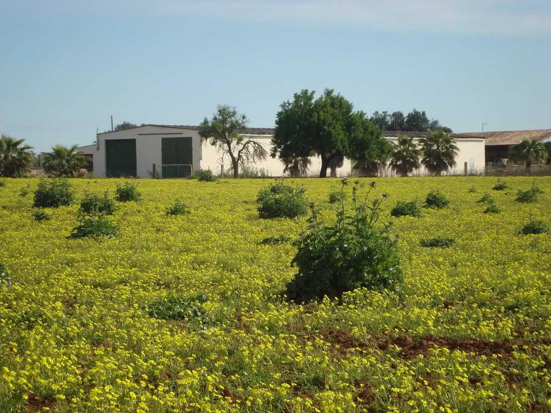 Finca rústica en Algaida