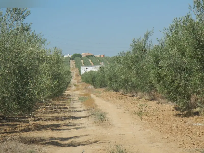 Finca rústica en Espartinas