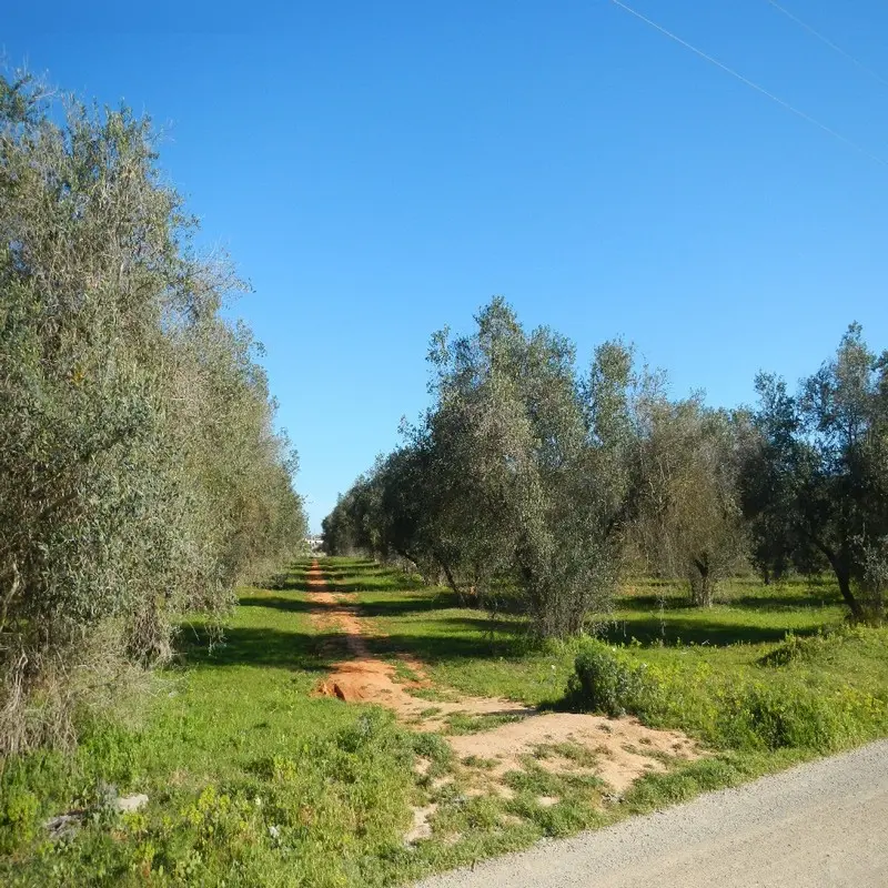 Terreno en Mairena del Aljarafe