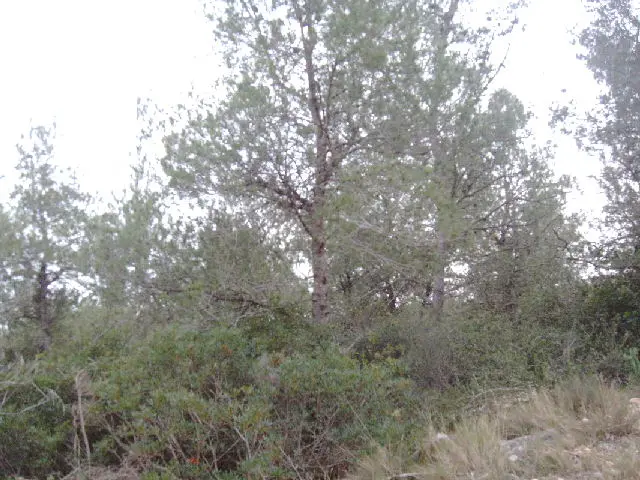 Terreno en Canyelles