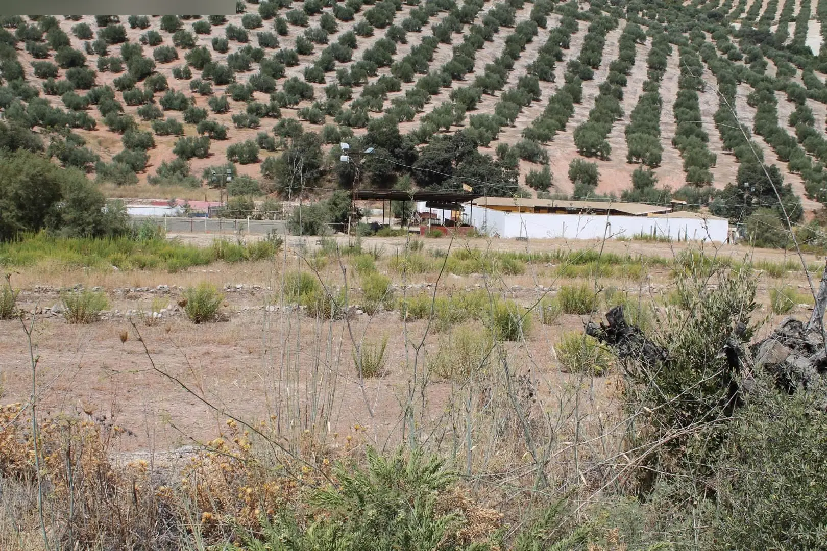 Finca rústica en Priego de Córdoba