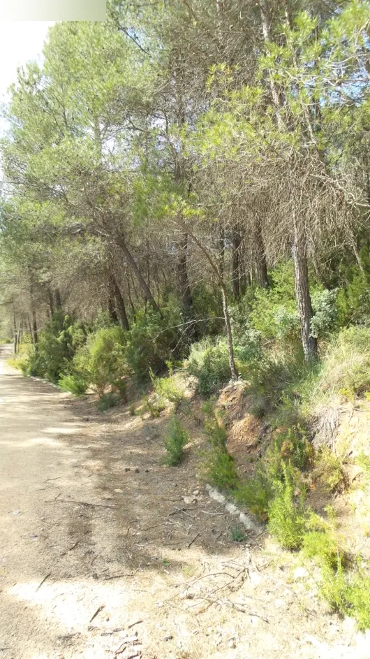 Terreno en El Montmell