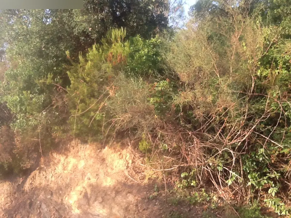 Terreno en Riudarenes