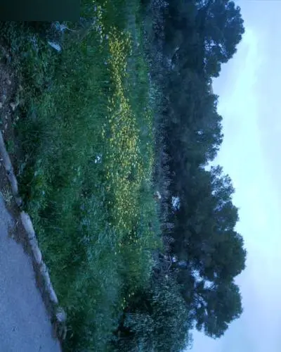 Terreno en Llucmajor