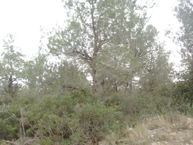 Terreno en Canyelles