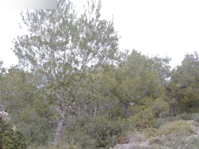 Terreno en Canyelles