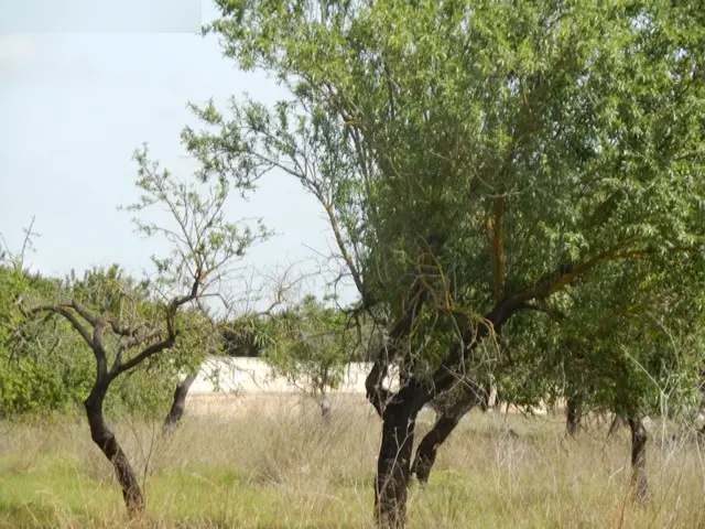 Finca rústica en Binissalem