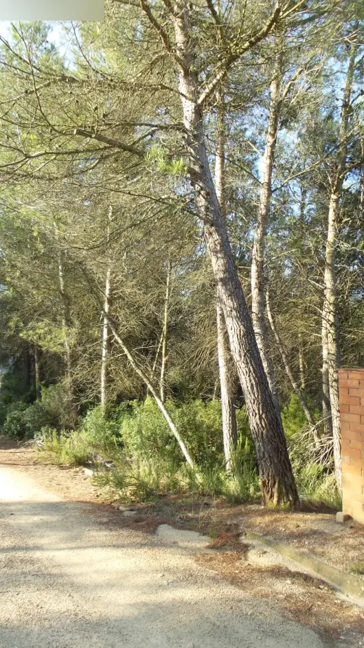 Terreno en El Montmell
