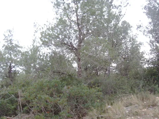Terreno en Canyelles